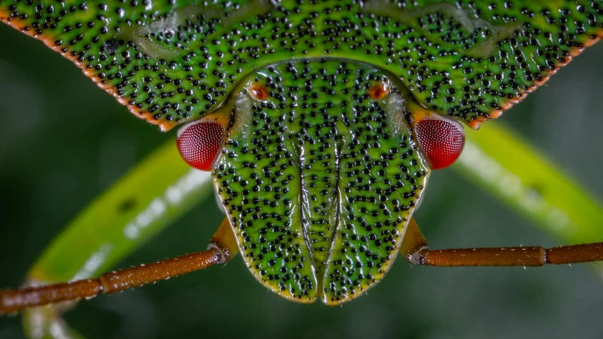 a green bug sitting on top of a leaf, very detailled face, red and green, lpoty, full of insect robots