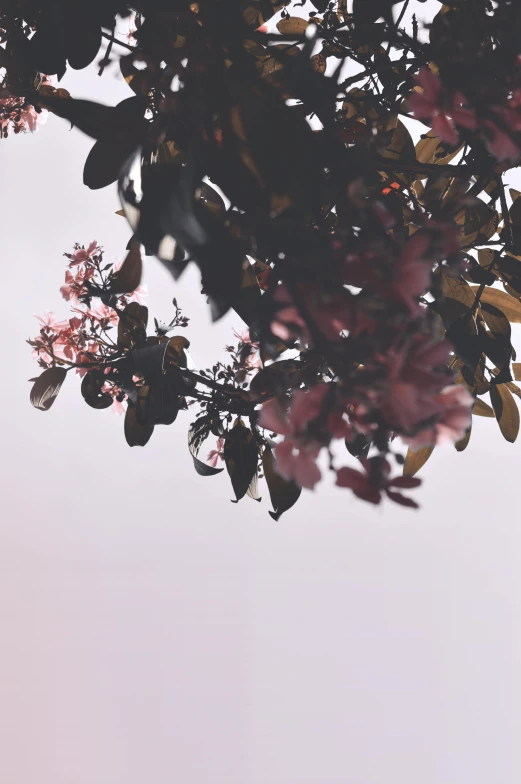 a bird sitting on top of a tree branch, trending on unsplash, aestheticism, made of flowers and leaves, faded pink, view from below, overcast skies
