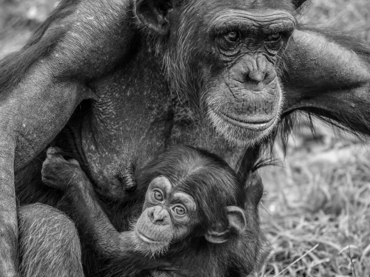 a black and white photo of a mother and baby chimpan, a black and white photo, by Daniel Gelon, renaissance, protective, by greg rutkowski, mane, featured