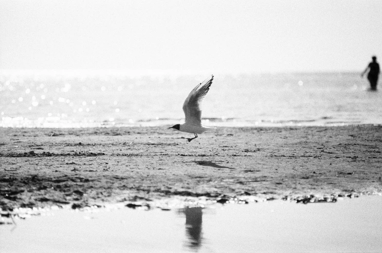 a black and white photo of a seagull flying over the beach, a black and white photo, pexels, minimalism, vintage glass plate photograph, disposable camera photograph, action photograph, winged