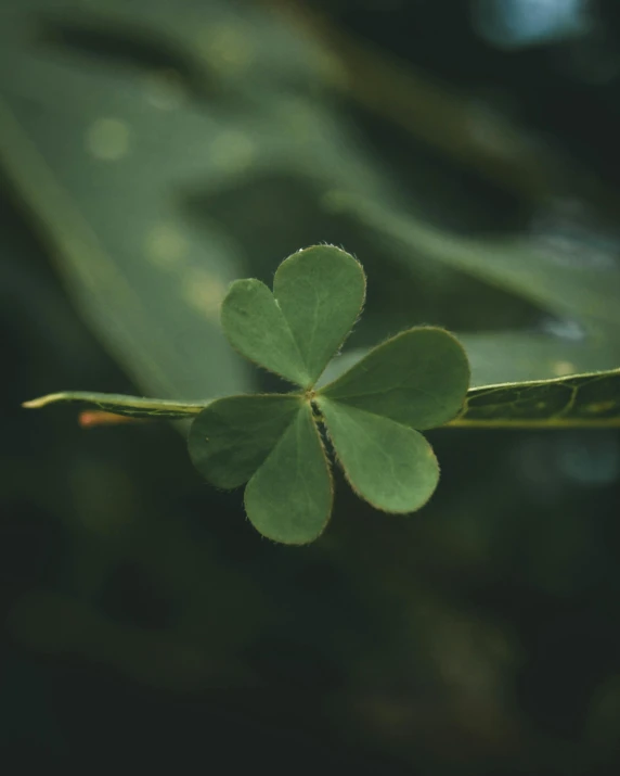 a four leaf clover sitting on top of a green leaf, unsplash, multiple stories, alessio albi, lgbtq, vintage photo