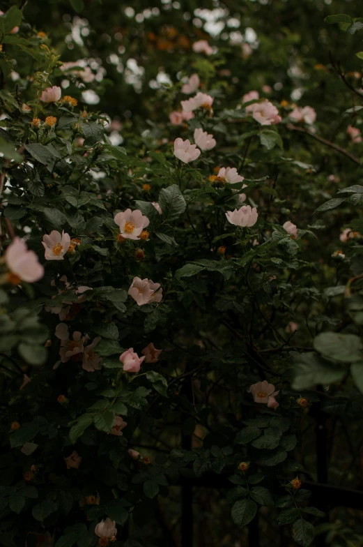 a bunch of pink flowers sitting on top of a lush green field, an album cover, unsplash, romanticism, overcast dusk, rose-brambles, low quality photo, made of flowers and leaves