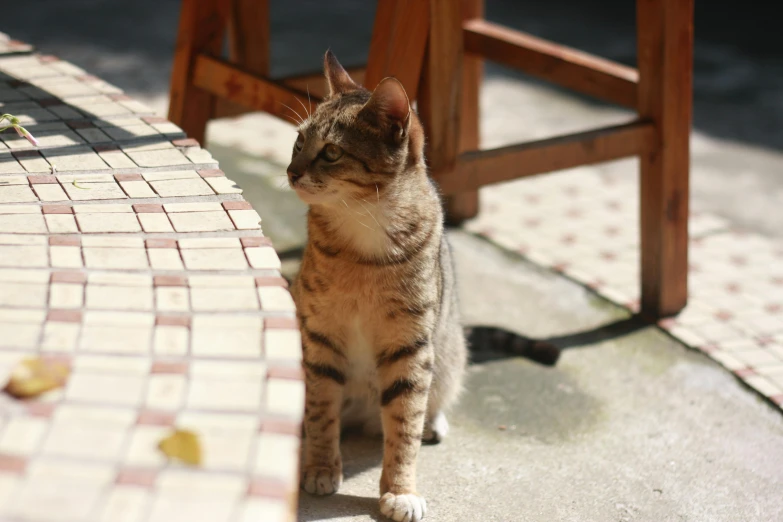 a cat sitting on the ground next to a chair, on a table, in the sun, tabaxi male, mixed animal