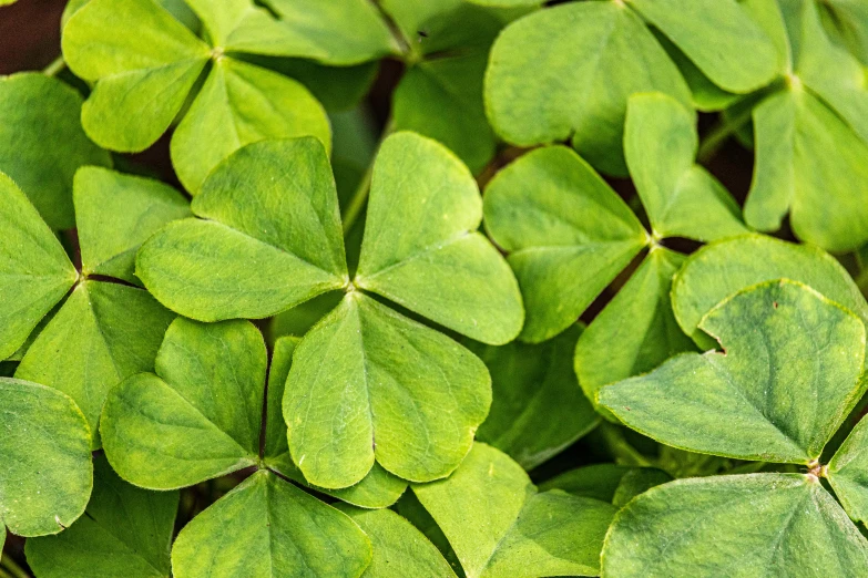 a group of four leaf clovers sitting next to each other, a macro photograph, shutterstock, 👰 🏇 ❌ 🍃, full frame image, vegetable foliage, listing image