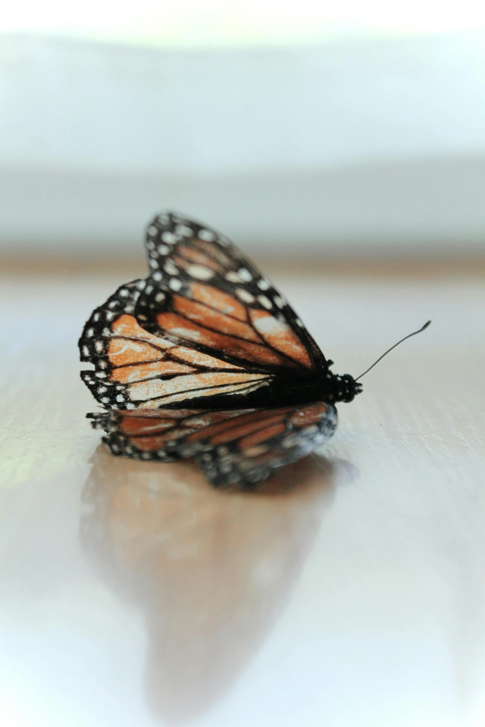 a close up of a butterfly on a table, by Ben Zoeller, unsplash, photorealism, fully posable, laying down, close together, taken in the late 2010s