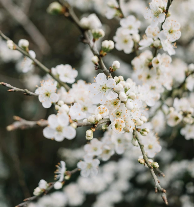 a bunch of white flowers on a tree, by Emma Andijewska, trending on unsplash, manuka, high angle close up shot, high quality photo, tufted softly