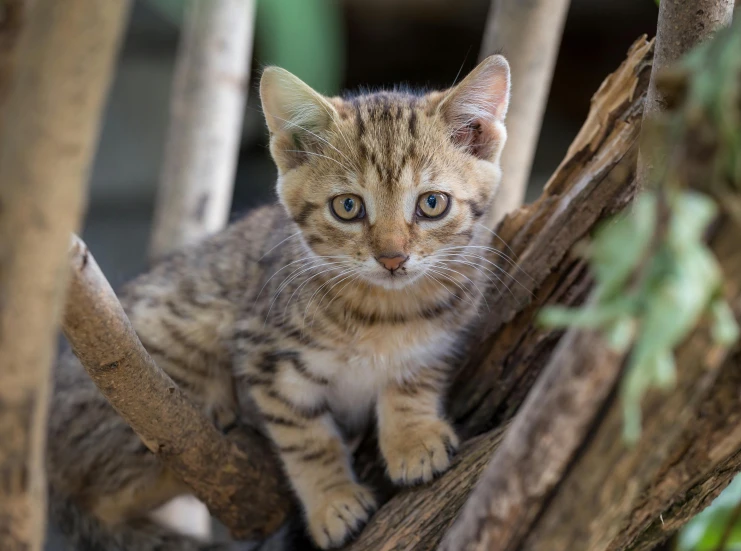 a small kitten sitting on top of a tree branch, a portrait, pexels contest winner, sand cat, in a tree house, madagascar, smol