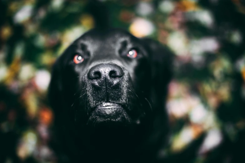 a close up of a black dog with red eyes, an album cover, by Adam Marczyński, pexels contest winner, labrador, portrait featured on unsplash, blank stare, australian