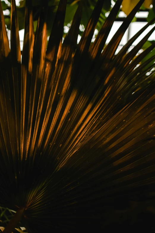 a close up of a plant with lots of leaves, unsplash, hurufiyya, brown atmospheric lighting, huge spines, palme d'or winner, dimly - lit