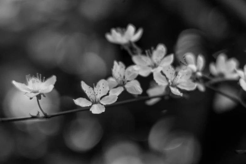 a black and white photo of some flowers, by Jacob Kainen, cherry blossums, bokeh glow, medium format, dappled