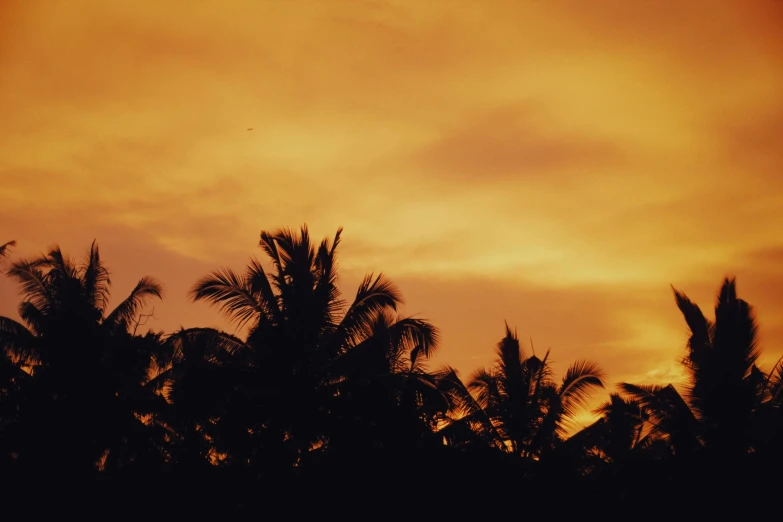 a sunset with palm trees in the foreground, an album cover, inspired by Elsa Bleda, pexels contest winner, hurufiyya, orange color, brown, medium format. soft light, desktop wallpaper