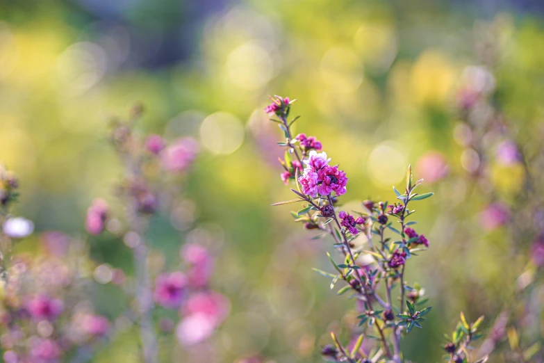 a close up of a flower with a blurry background, by Jacob Toorenvliet, unsplash, romanticism, meadow with flowers, green magenta and gold, manuka, bokeh + dof + 8k