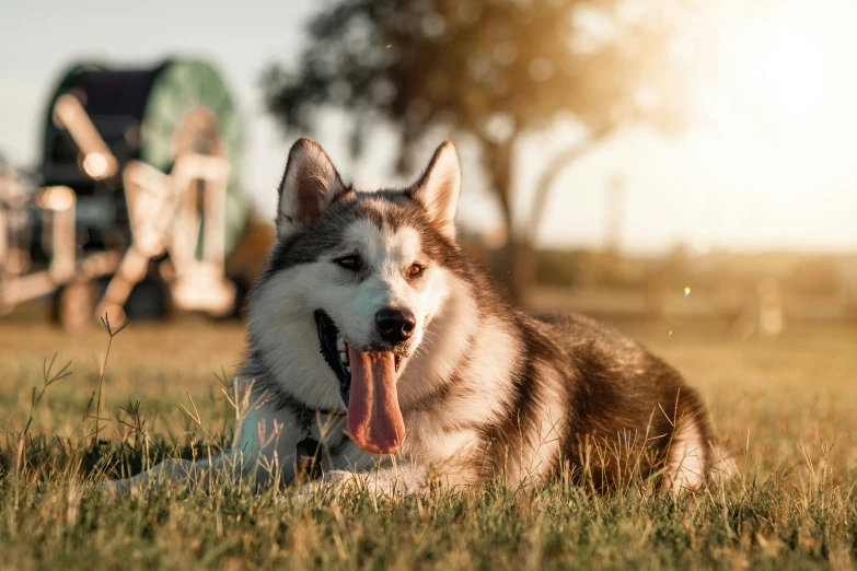 a dog that is laying down in the grass, husky in shiny armor, unsplash photo contest winner, evening sun, youtube thumbnail