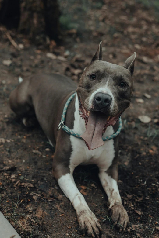 a brown and white dog laying on the ground, a photo, unsplash, renaissance, pitbull, grey, non binary model, instagram post