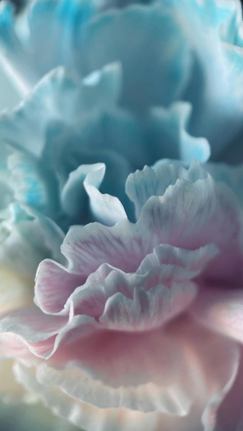 a close up of a pink and blue flower, inspired by Alberto Seveso, unsplash, pale cyan and grey fabric, giant carnation flower head, in muted colours, sea foam