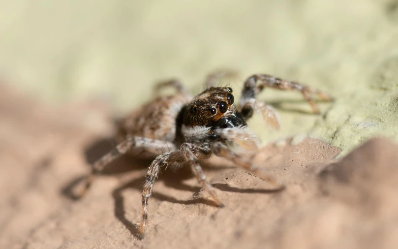 a close up of a spider on a leaf, crawling on the ground, jumping spider, illustration »