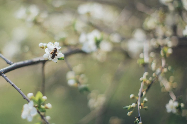 a small white flower on a tree branch, by Emma Andijewska, trending on unsplash, happening, made of bees, with fruit trees, vintage photo, background image