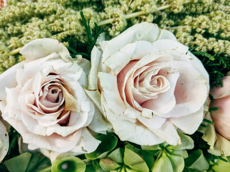 a close up of a bouquet of flowers, soft blush, laying on roses, subtle detailing, highly textured