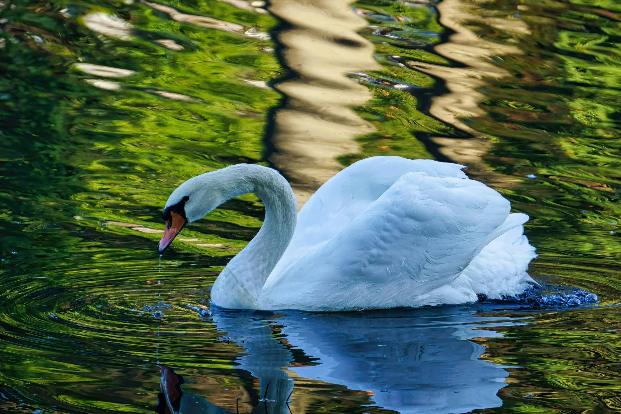 a white swan floating on top of a body of water, by Julia Pishtar, pexels contest winner, pale green backlit glow, reflections. shady, today\'s featured photograph 4k, eating