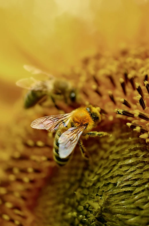 a close up of a bee on a sunflower, a macro photograph, by David Simpson, pexels contest winner, renaissance, made of bees, slide show, ilustration, high angle shot