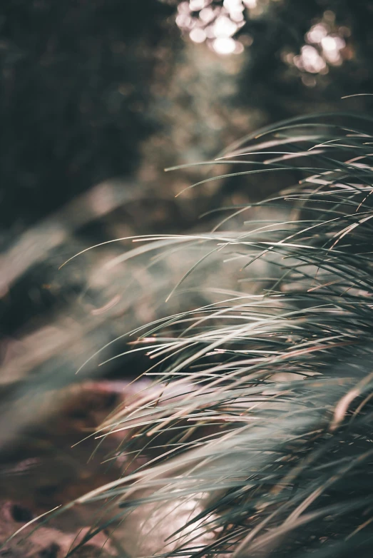 grass blowing in the wind on a sunny day, inspired by Elsa Bleda, trending on unsplash, feather hair, photo taken at night, silver and muted colors, 33mm photo