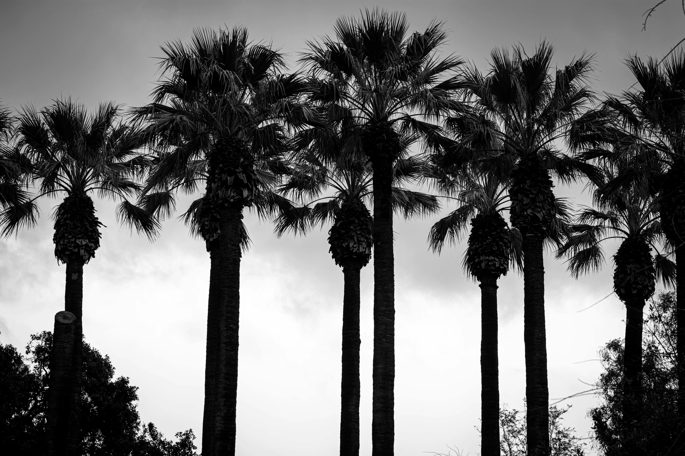 a black and white photo of a row of palm trees, a black and white photo, inspired by Ansel Adams, postminimalism, !dream los angeles, overcast, silhouettes, a tall