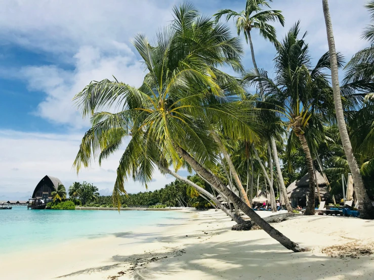 a couple of palm trees sitting on top of a sandy beach, profile image