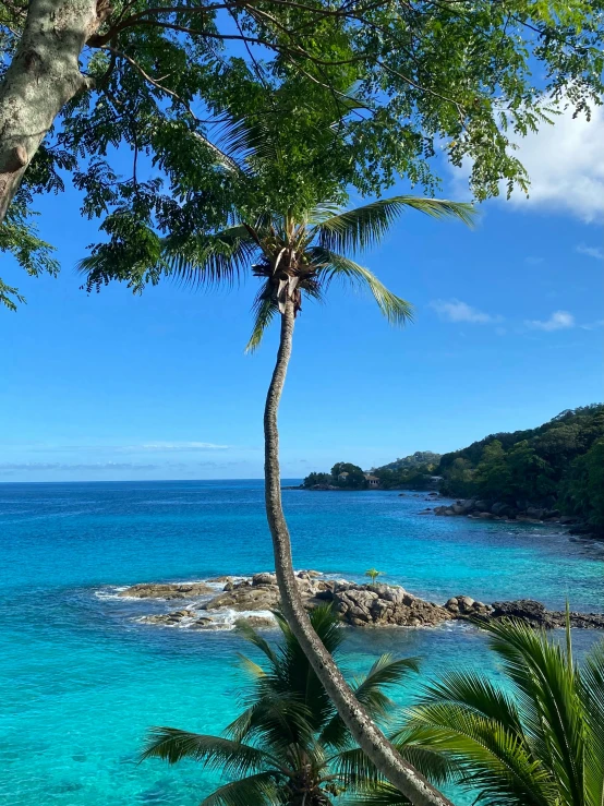 a view of the ocean with palm trees in the foreground, turquoise water, leaping from babaob tree, sparkling cove, stacked image