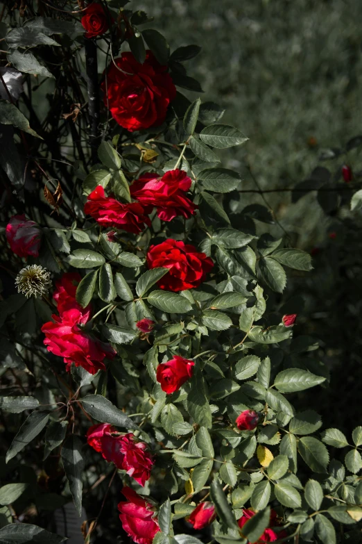 a fire hydrant sitting on top of a lush green field, an album cover, inspired by Elsa Bleda, unsplash, romanticism, red roses, closeup - view, black roses, overgrown foliage