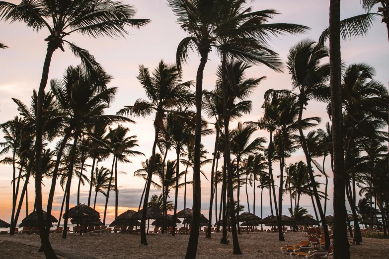 a group of palm trees sitting on top of a sandy beach, by Carey Morris, pexels contest winner, al fresco, resort, at dawn, graphic print