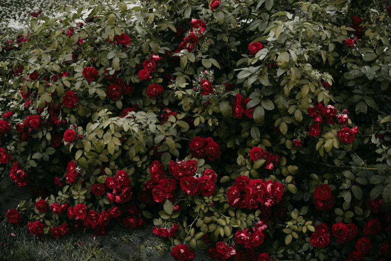 a fire hydrant sitting next to a bush of red flowers, inspired by Thomas Struth, alessio albi, laying on roses, zoomed out shot, 'untitled 9 '