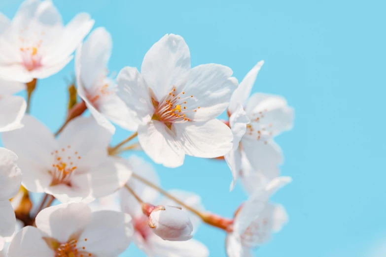 a close up of a bunch of white flowers, trending on unsplash, sakura blooming on background, sky blue, background image