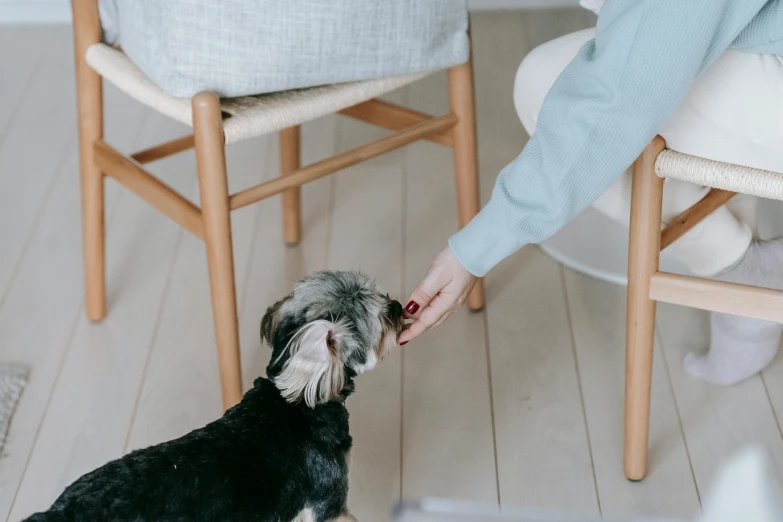 a woman is petting a small black and white dog, by Emma Andijewska, food, indoor picture, top selection on unsplash, anthropomorphic dog eating