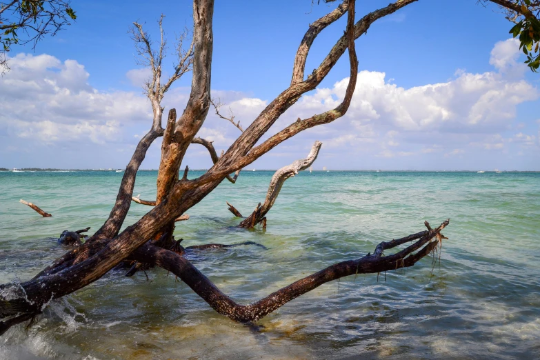 a tree that is sitting in the water, by Peter Churcher, unsplash contest winner, beach trees in the background, contorted limbs, “ iron bark, bright sunny day