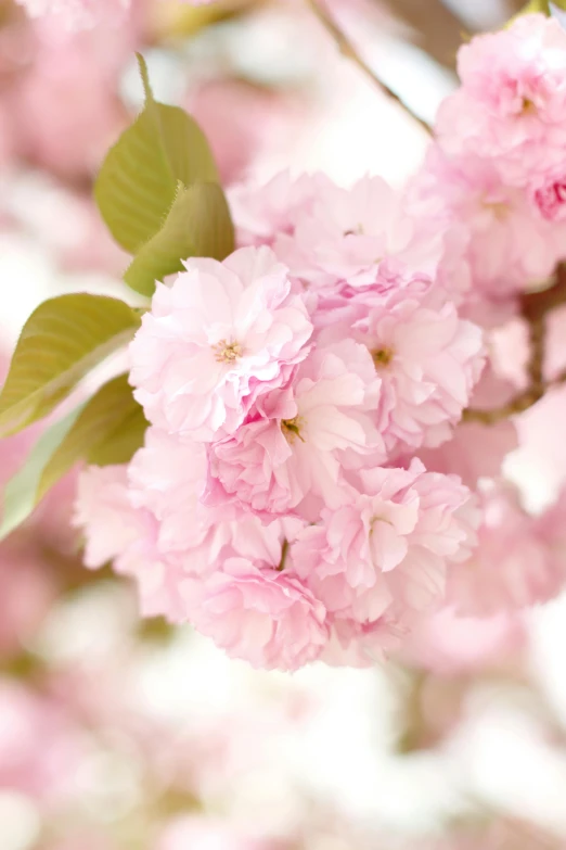 a bunch of pink flowers on a tree, profile image, with soft pink colors, full product shot, zoomed in