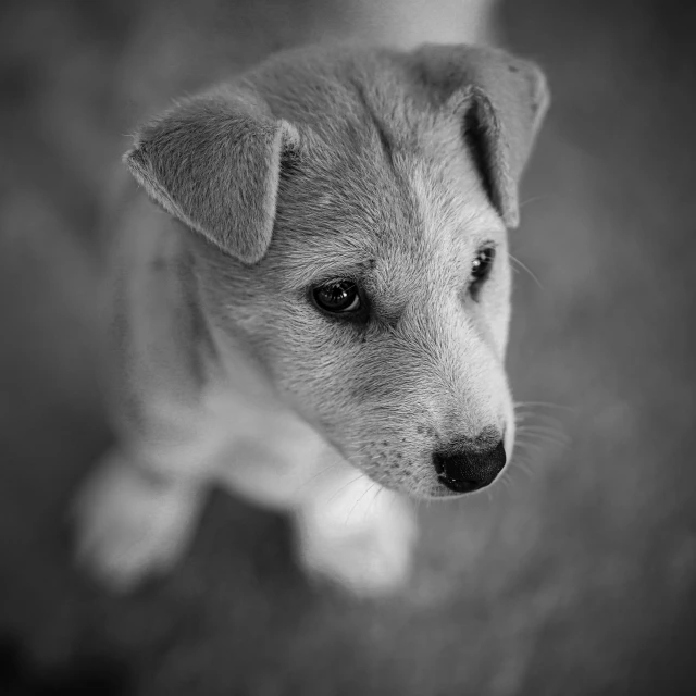 a black and white photo of a puppy, by Emma Andijewska, 4k greyscale hd photography, sharp focus high quality, tiny nose, light greyscale