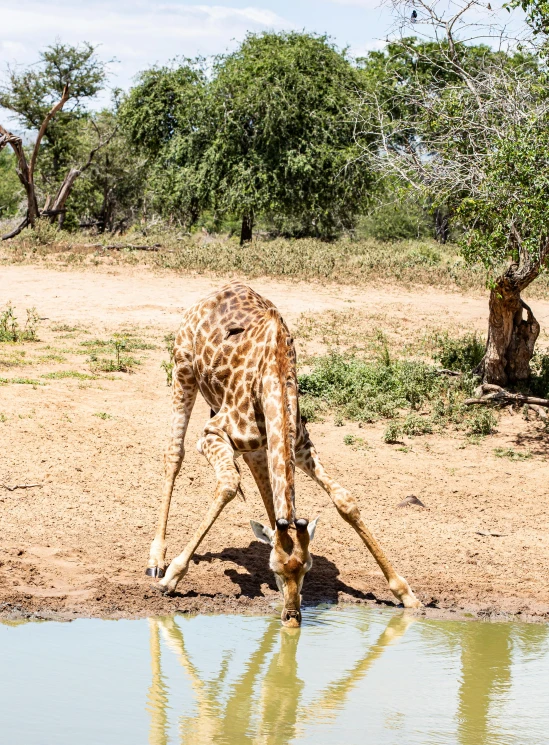 a giraffe drinking water from a watering hole, 2022 photograph, a small, highly upvoted, frontal shot