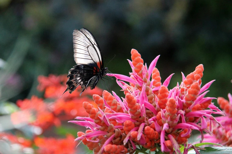 a close up of a flower with a butterfly on it, flame shrubs, subtropical flowers and plants, 15081959 21121991 01012000 4k, bromeliads