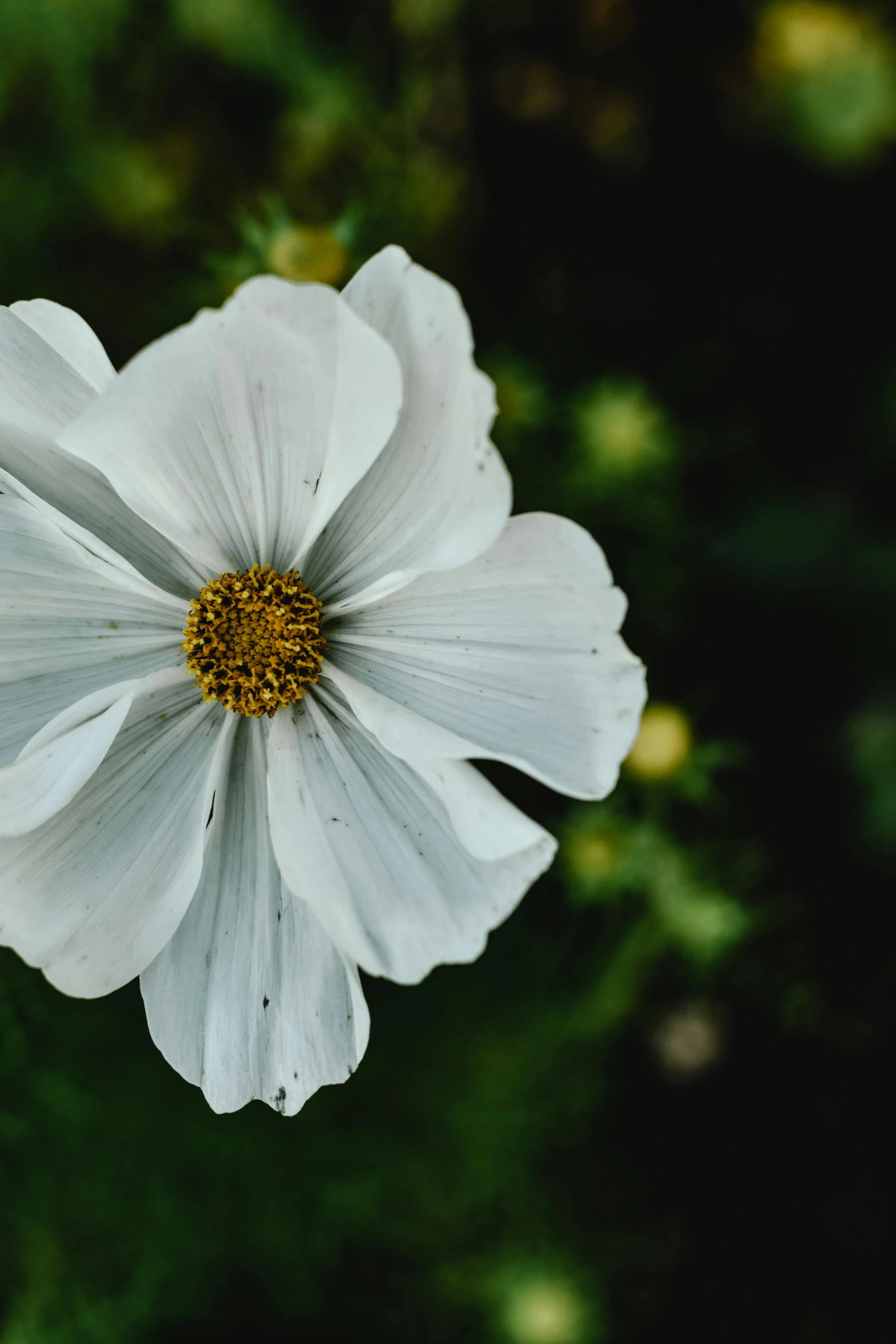 a white flower sitting on top of a lush green field, a macro photograph, unsplash, renaissance, cosmos, medium format, grey, pollen