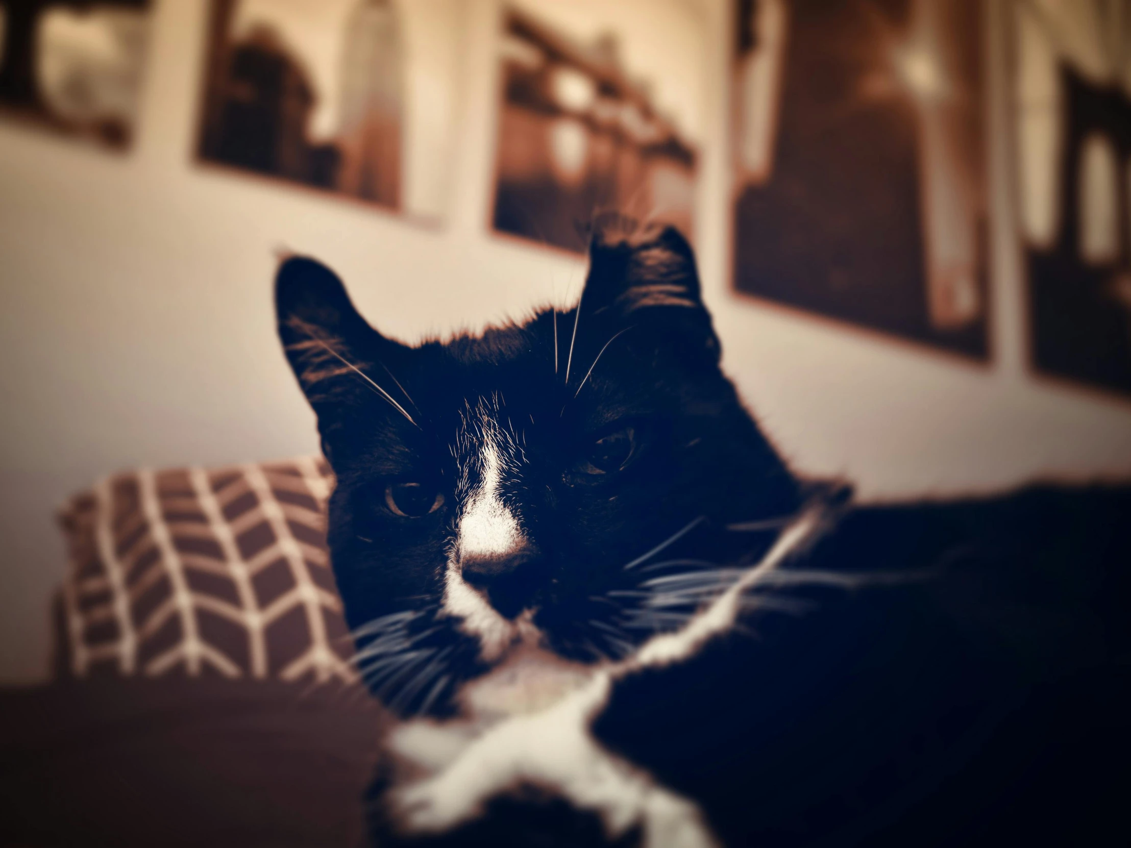 a black and white cat laying on a couch, a picture, unsplash, photorealism, instagram picture, shot on sony a 7, portrait of gigachad, evening time