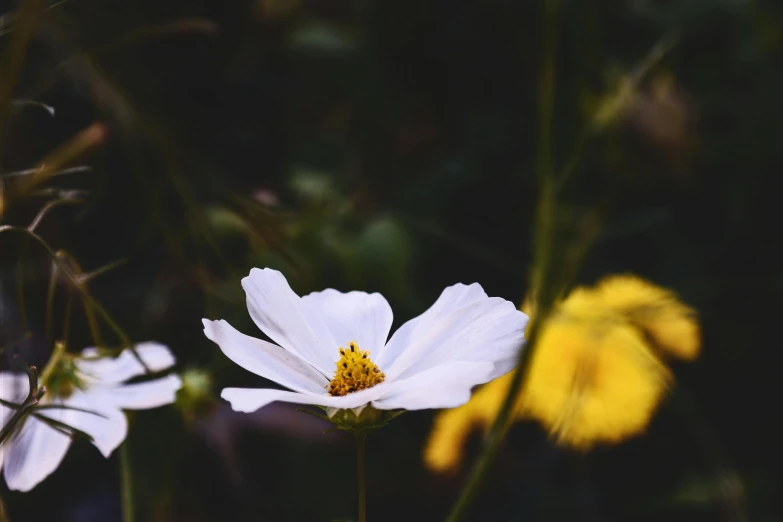 a couple of white flowers sitting on top of a lush green field, unsplash, minimalism, miniature cosmos, yellowed, with a black dark background, instagram post