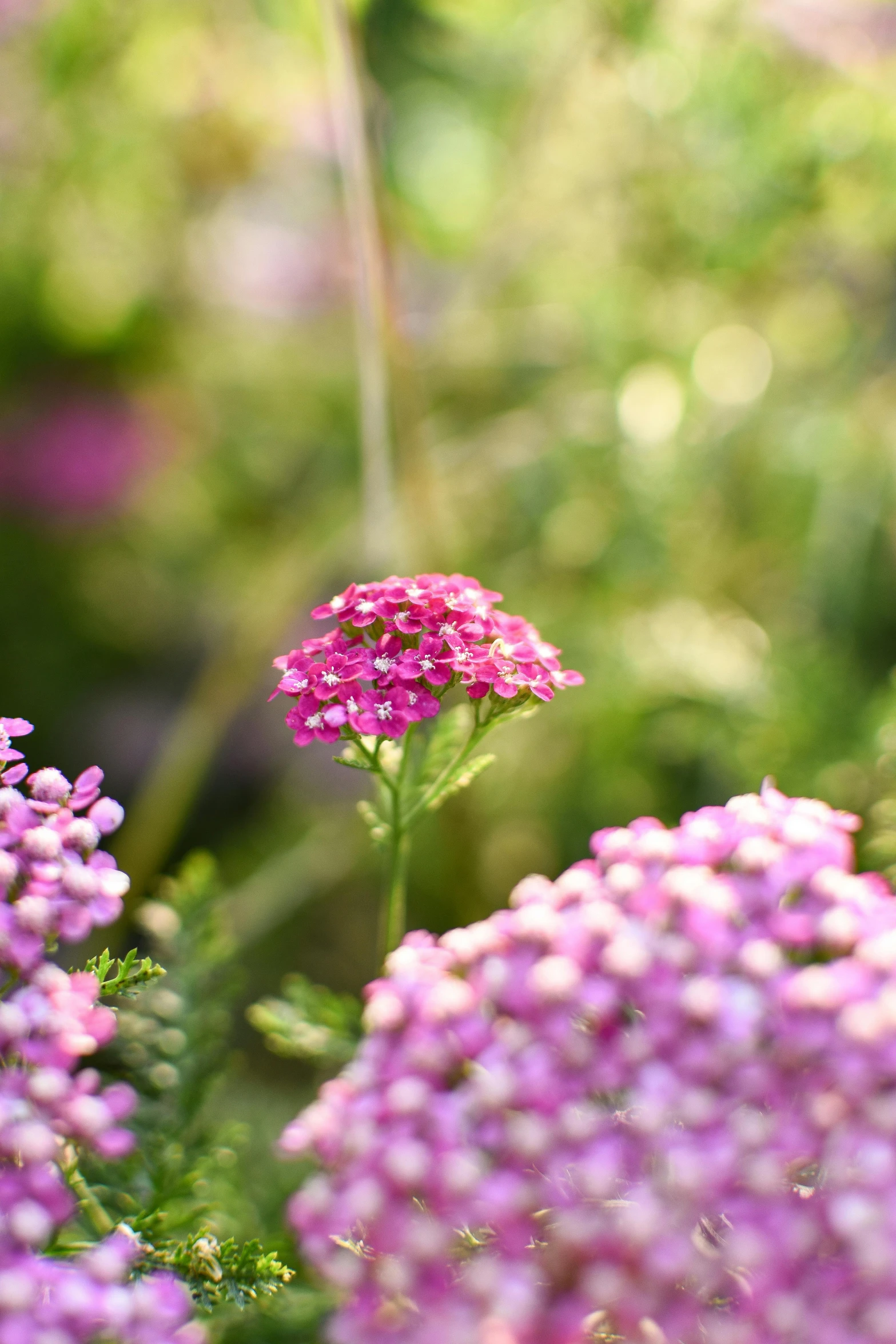 a butterfly sitting on top of a purple flower, field of pink flowers, in a cottagecore flower garden, verbena, slightly smirking