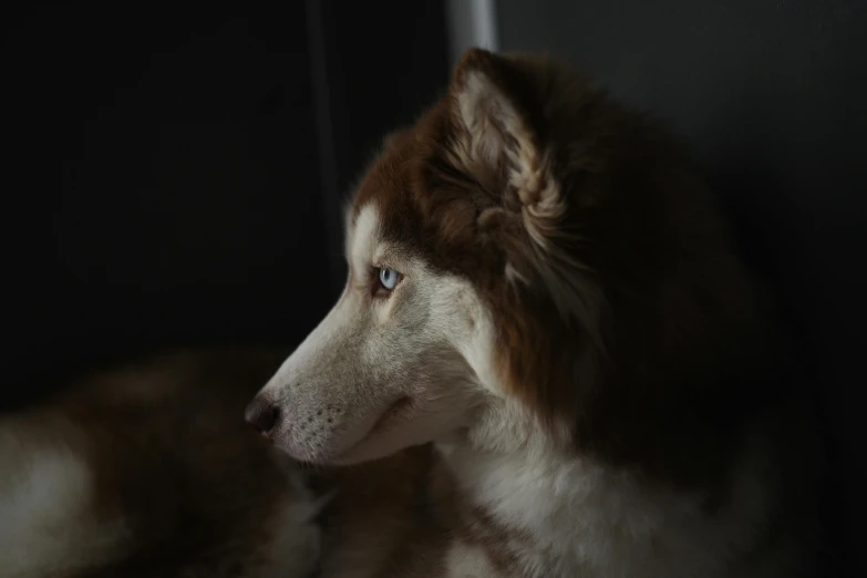 a close up of a dog laying on a floor, husky, window light, an afghan male type, close - up photograph