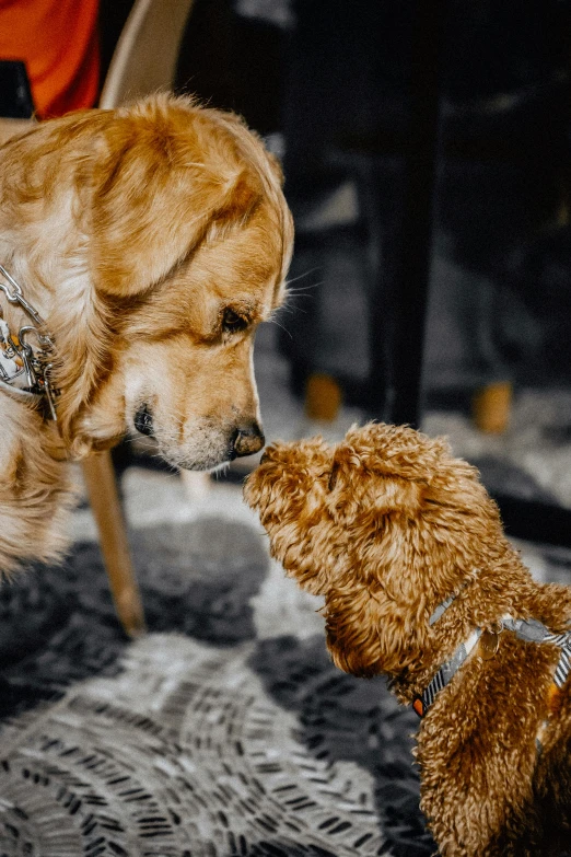 a brown dog standing next to a brown teddy bear, pexels contest winner, furry art, kissing each other, in a pub, liquid gold, talking