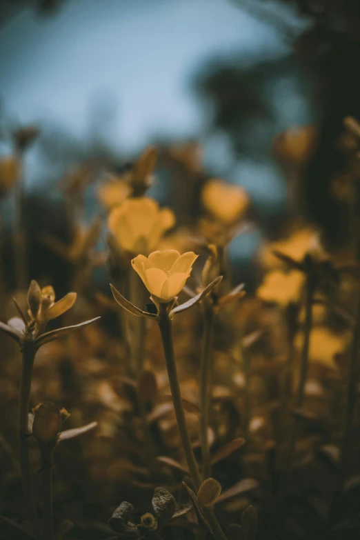 a field full of yellow flowers under a blue sky, a picture, unsplash contest winner, romanticism, muted brown yellow and blacks, in a dark field, close-up photo, single