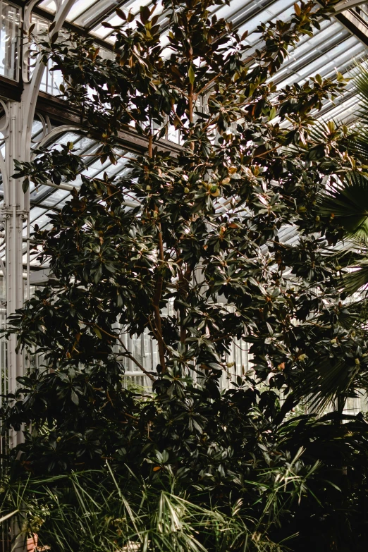 a couple of people that are sitting on a bench, an album cover, inspired by Thomas Struth, unsplash contest winner, huge greenhouse, as seen from the canopy, inside a palace, mystical kew gardens