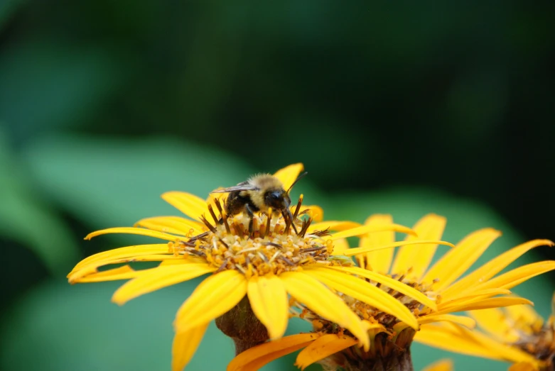 a bee sitting on top of a yellow flower, by Carey Morris, pexels, ap, various posed, kodak photo, greg rukowski