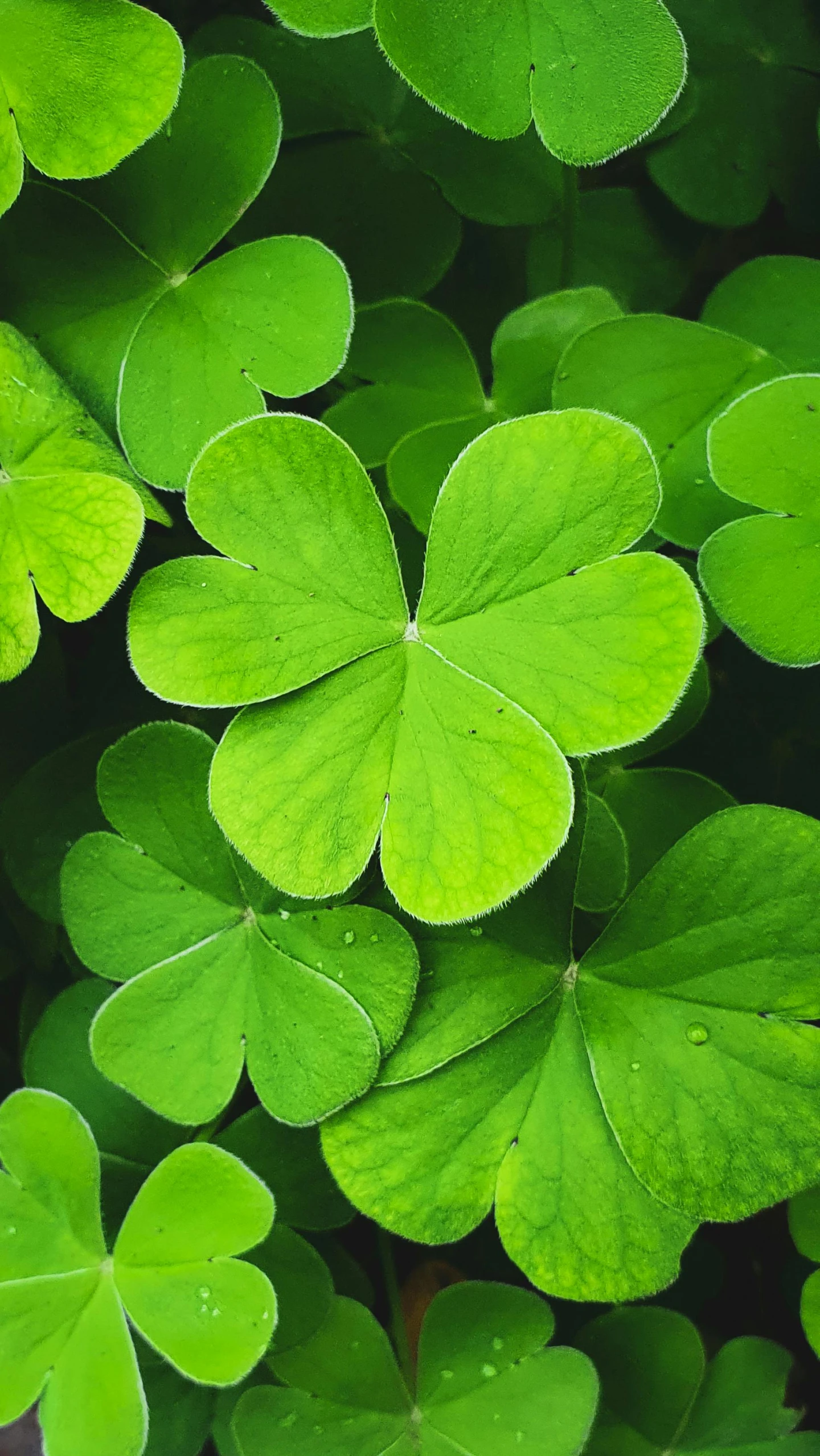 a close up of a bunch of green leaves, by Samuel Scott, shutterstock, background full of lucky clovers, instagram post, no cropping, a high angle shot