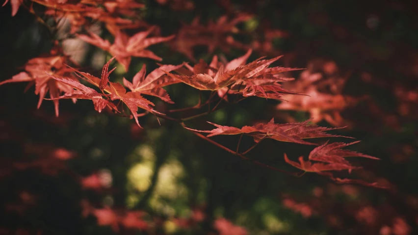 a close up of a tree with red leaves, by Emma Andijewska, pexels contest winner, fan favorite, brown, japanese maples, vintage color