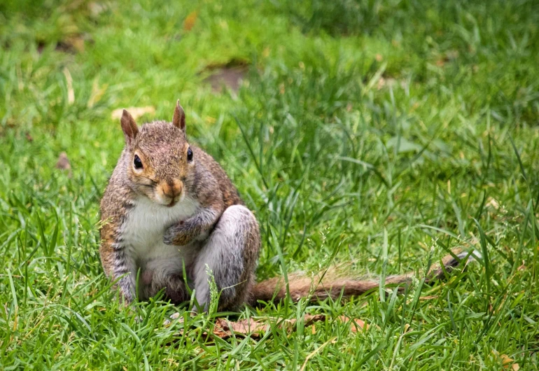 a squirrel that is sitting in the grass, by Robert Brackman, playful smirk, chunky, college, lawns